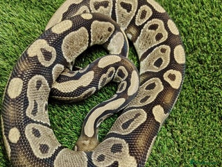 Python Snake reptiles Special royal python male - Advert 1