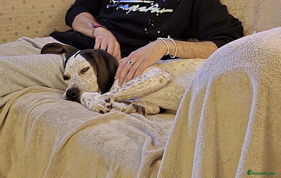 Pointer dogs for adoption: Raffie is looking for a perfect home  - Advert 5