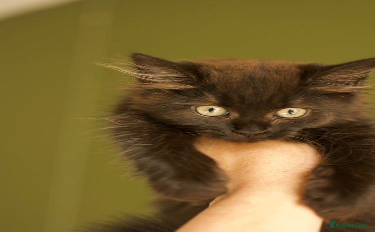 British Longhair cats - Advert 11