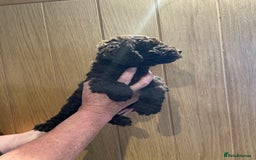 Labradoodle dogs for sale: Mini miniature multigen labradoodle puppies in Chard - Image 9