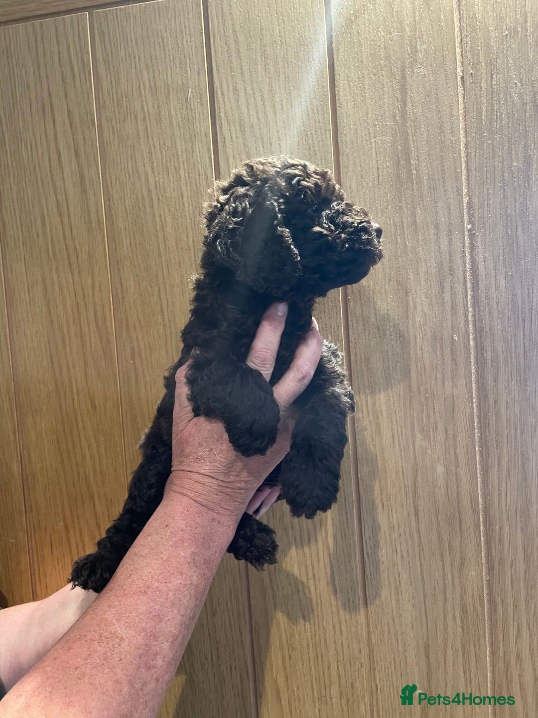Labradoodle dogs for sale: Mini miniature multigen labradoodle puppies in Chard - Image 9