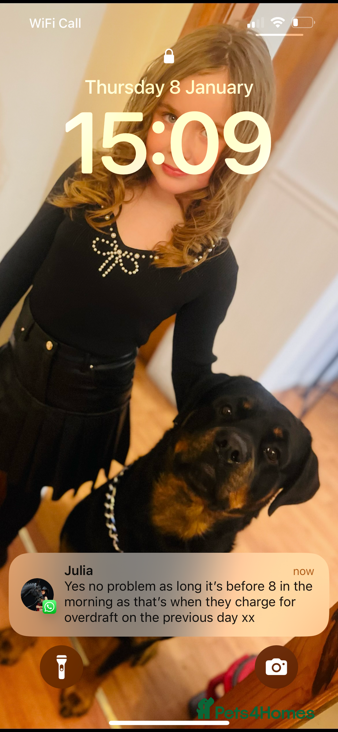 Rottweiler dogs for stud: Beautiful Bernie  - Advert 1