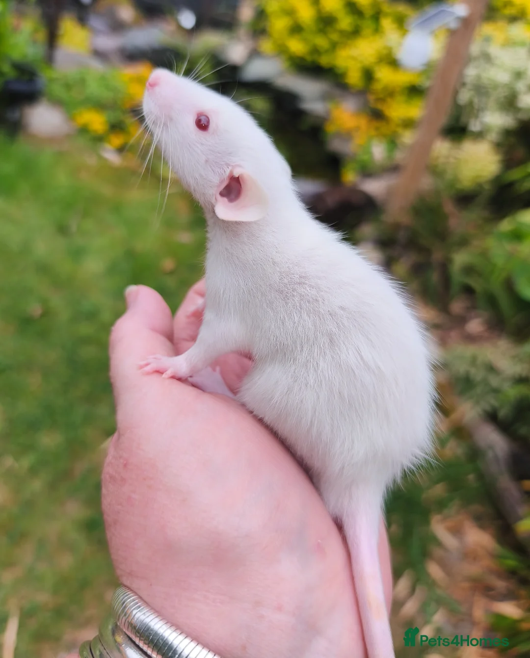 Rat rodents for sale: Dumbo rats  - Advert 2