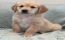 Golden Retriever dogs for sale: Quality Litter Of KC Reg Golden Retriever Puppies  - Image 32