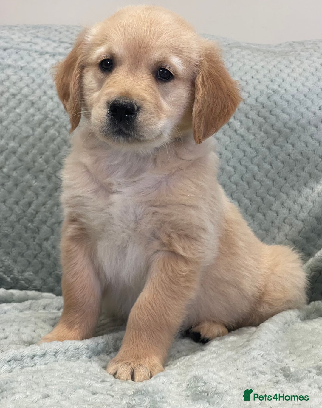 Golden Retriever dogs for sale: Quality Litter Of KC Reg Golden Retriever Puppies  - Image 32