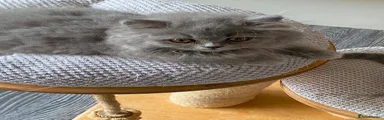 British Shorthair 1