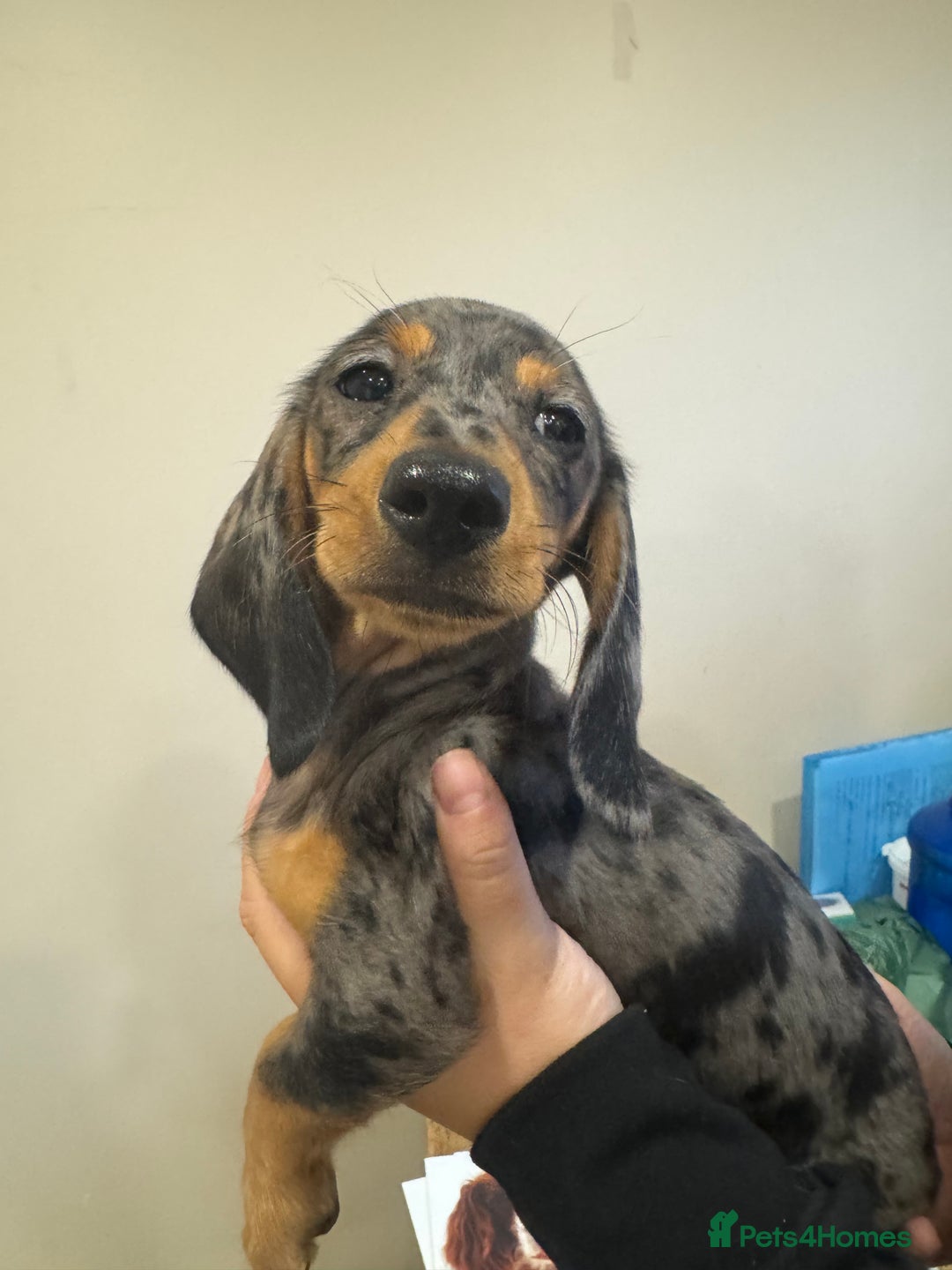 Miniature Dachshund dogs for sale: Daschunds puppies  - Advert 5