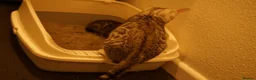 Bengal cats for sale: 2 boy Bengal kittens for sale  - Advert 10