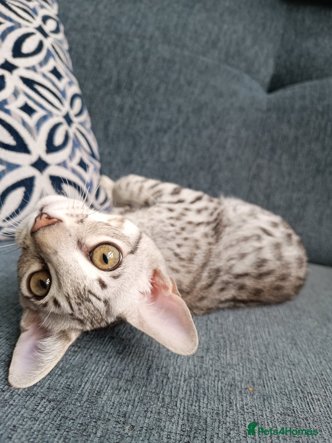 Savannah cats for sale: F3 savannah girls Tica reg + silver boy - Image 24