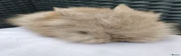 Lionhead rabbits for sale: Double maned lionheads babies.  - Advert 7