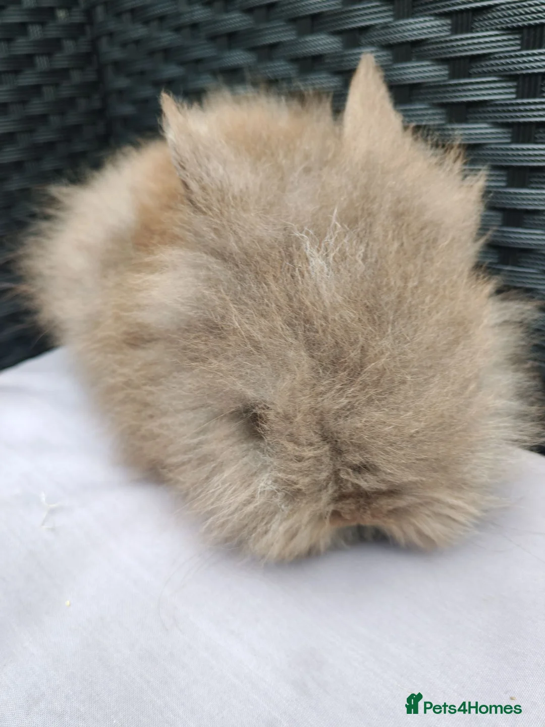 Lionhead rabbits for sale: Double maned lionheads babies.  - Advert 7