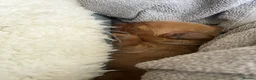 Double Doodle dogs for sale: Doubledoodle puppies  - Advert 14