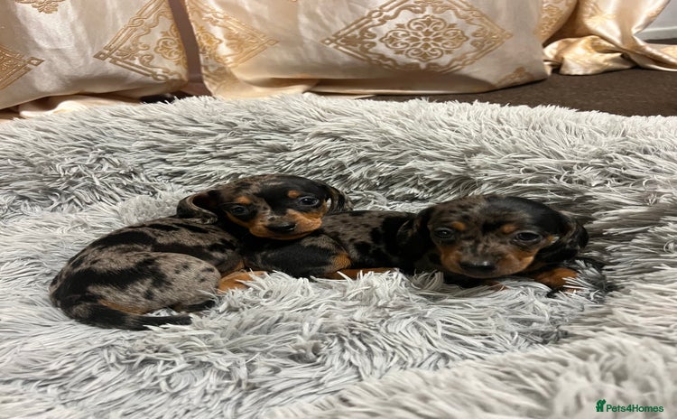 Miniature Dachshund dogs gorgeous dachshund puppy 🐶🐾 - Advert 5