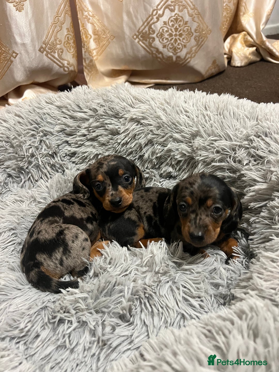 Miniature Dachshund dogs for sale: gorgeous dachshund puppy(1girl left)🐶🐾  - Advert 5