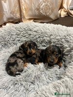 Miniature Dachshund dogs gorgeous dachshund puppy(1girl left)🐶🐾 - Advert 5