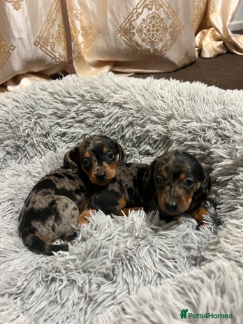 Miniature Dachshund dogs gorgeous dachshund puppy 🐶🐾 - Advert 1