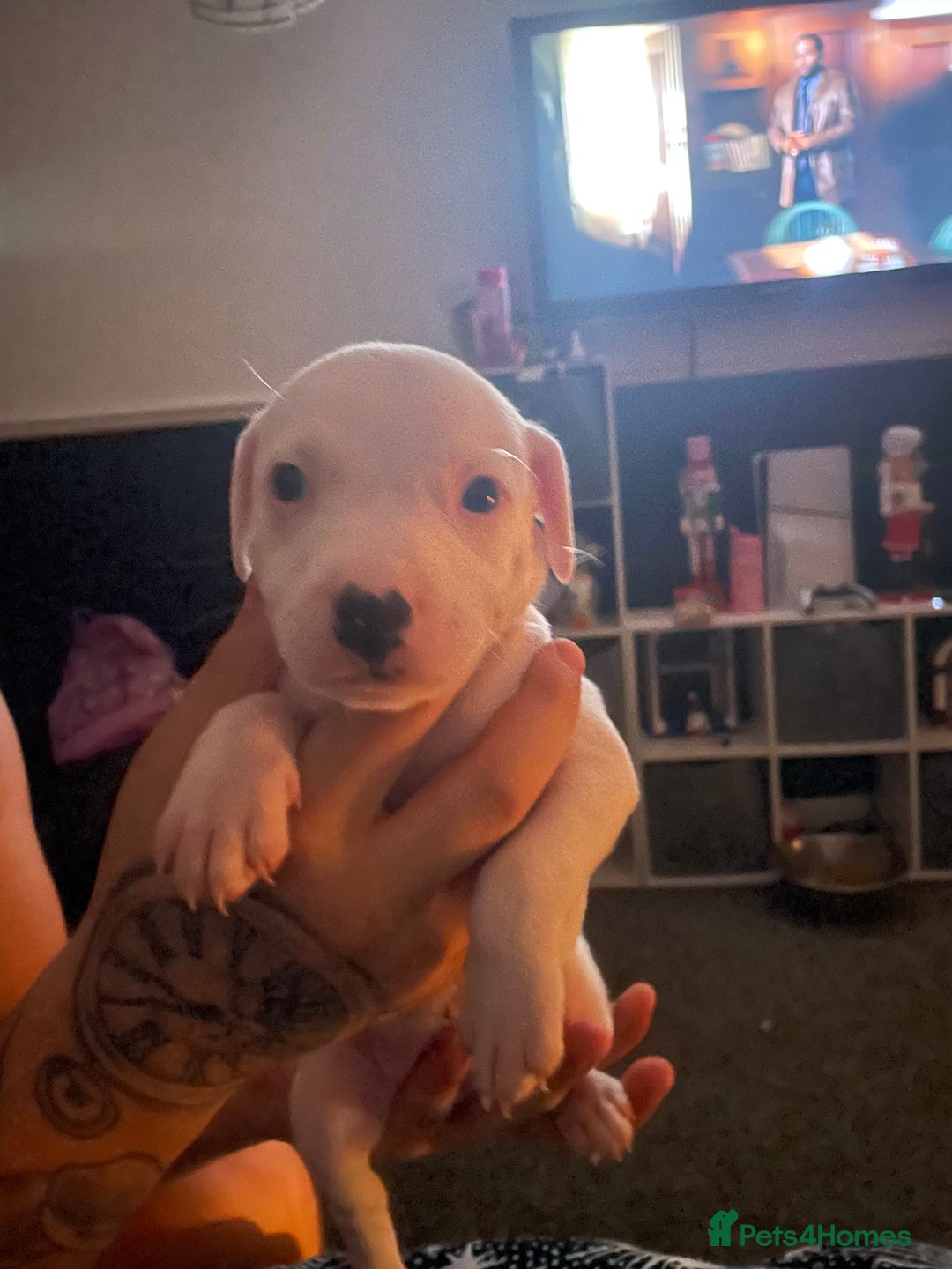 Staffordshire Bull Terrier dogs for sale: Male staffy pup - Advert 5