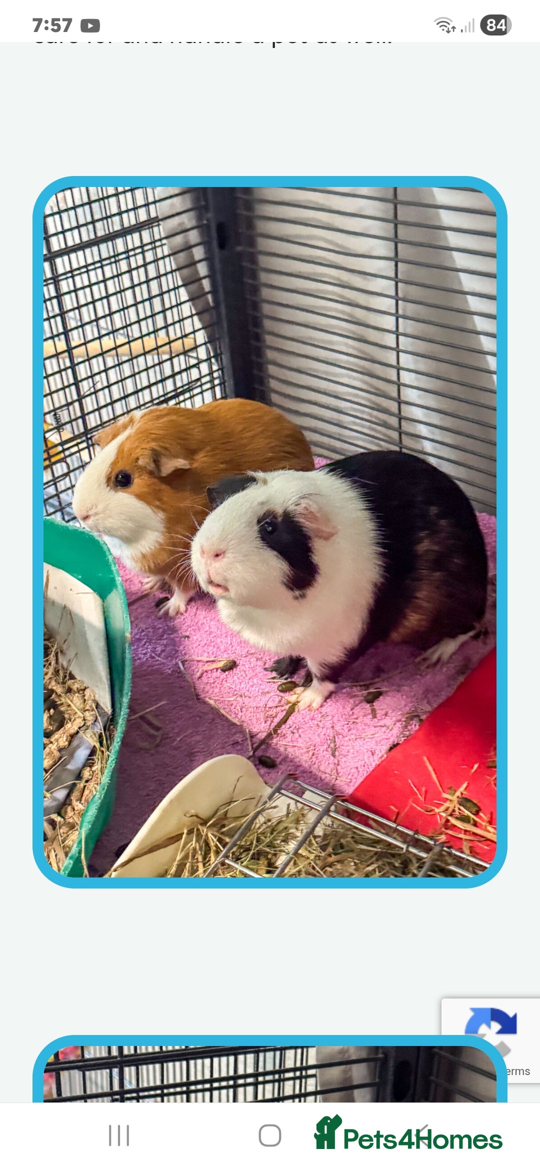Guinea Pig rodents for sale: WANTED FEMALE GUINEA PIGS  - Advert 2