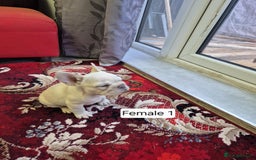 French Bulldog dogs for sale: French Bulldog Puppies  - Image 29