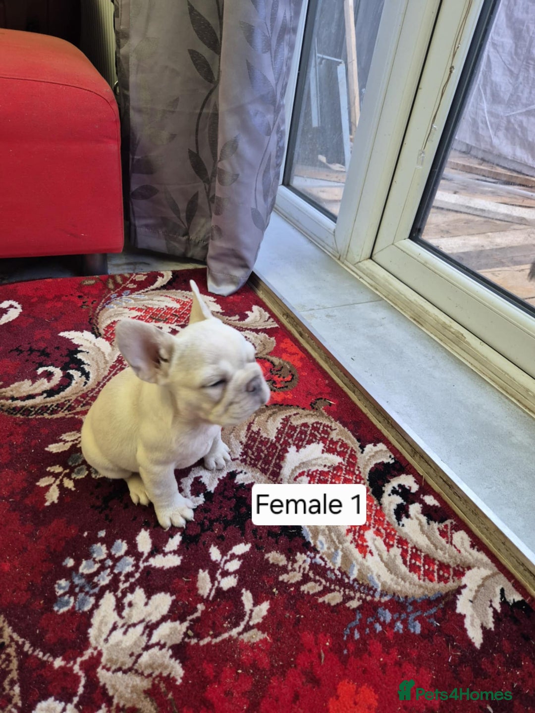 French Bulldog dogs for sale: French Bulldog Puppies  - Image 29
