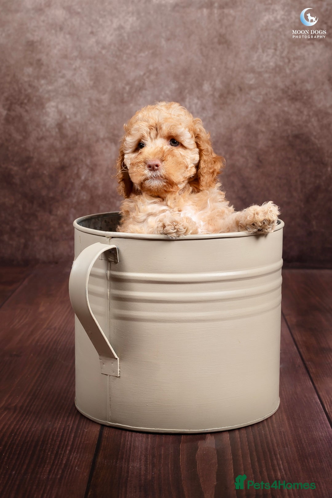 Cockapoo dogs for sale: **Ready Now**Miniature F1B Cockapoos  - Image 24