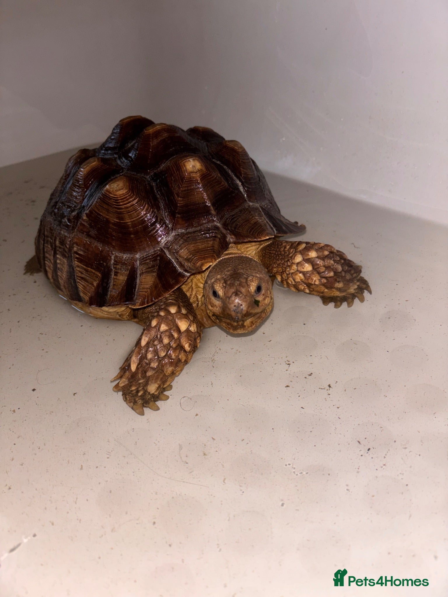 Tortoise reptiles Sulcata tortoise  - Advert 3