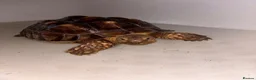 Tortoise reptiles for sale: Sulcata tortoise  - Advert 1
