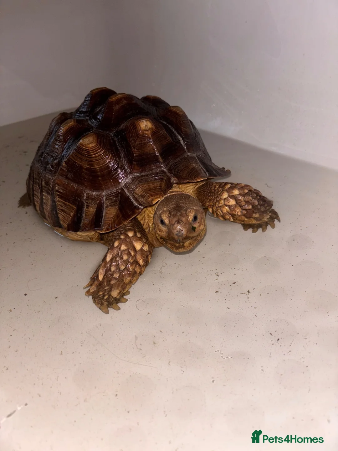 Tortoise reptiles for sale: Sulcata tortoise  - Advert 1