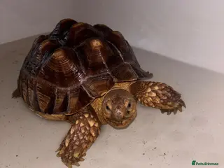 Tortoise reptiles Sulcata tortoise - Advert 3