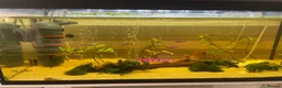 Other/Mixed Breed fish for sale: 105l fish tank, heater, filter . Light and fish in Blackpool - Advert 2