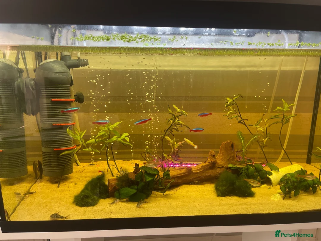 Other/Mixed Breed fish for sale: 105l fish tank, heater, filter . Light and fish in Blackpool - Advert 2