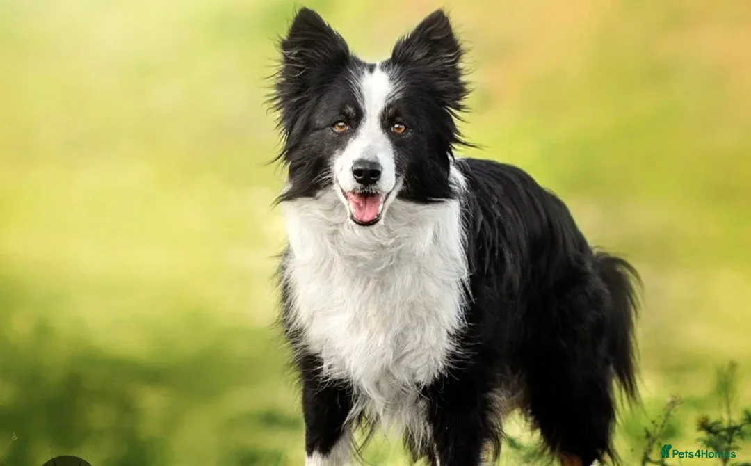 Border Collie dogs for sale: Border collie pups  - Advert 2