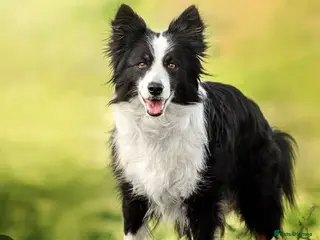 Border Collie dogs Border collie pups - Advert 10