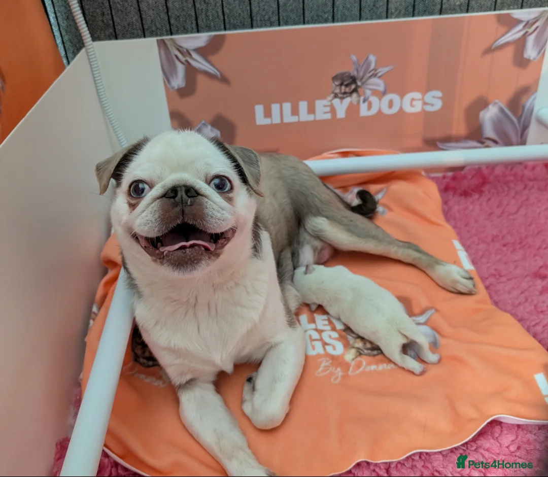 Pug dogs for sale: Gorgeous baby pug boy  - Advert 17