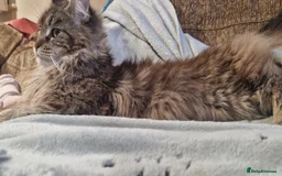 Maine Coon cats for sale: POLYDACTYL BEAUTY - Image 9