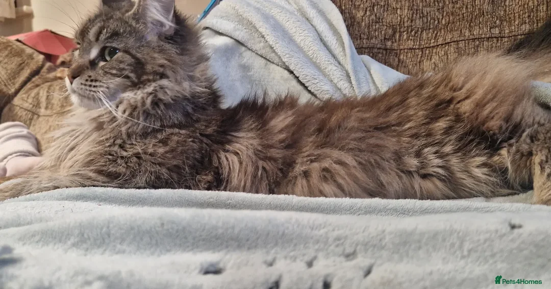 Maine Coon cats for sale: POLYDACTYL BEAUTY - Image 9
