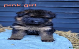 German Shepherd dogs for sale: German shepherd puppies  - Image 10