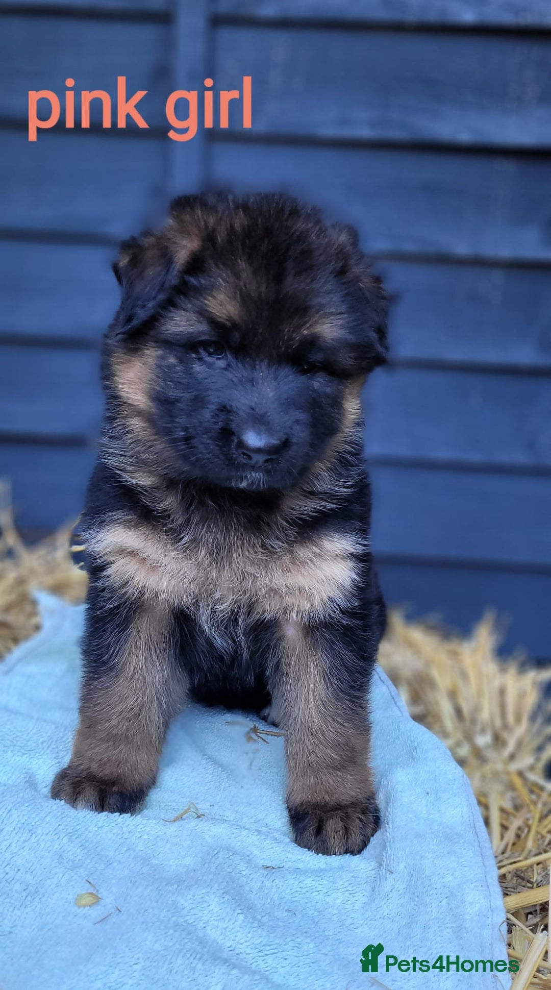 German Shepherd dogs for sale: German shepherd puppies  - Image 10