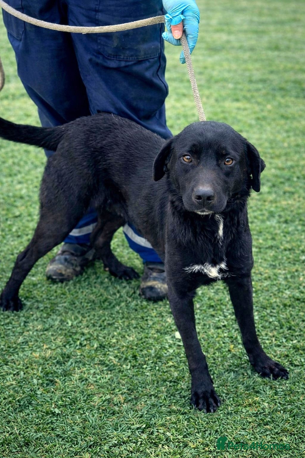 Mixed Breed dogs 🐾 Twixie – a good heart waiting to be chosen 🤍 - Advert 1