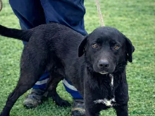 Mixed Breed dogs ๐พ Twixie โ a good heart waiting to be chosen ๐ค - Advert 1