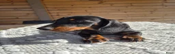 Miniature Dachshund dogs for sale: Miniature Dachshund.Fully vaccinated.Ready t leave - Advert 36