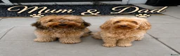 Cockapoo dogs for sale: Beautiful F2 cockapoo puppies  - Advert 2