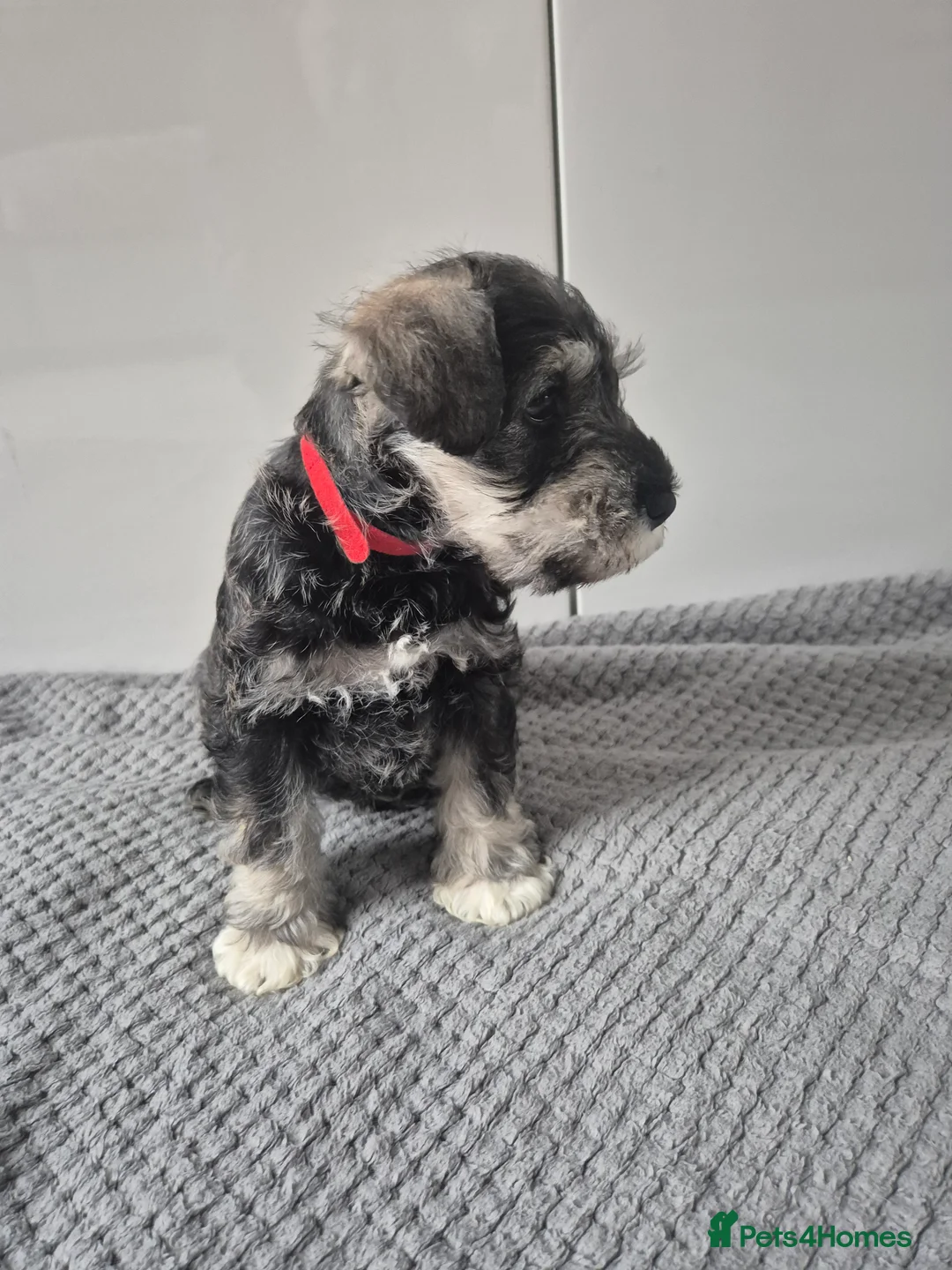 Miniature Schnauzer dogs for sale: KC Registered Miniature Schnauzer Puppies - Advert 22