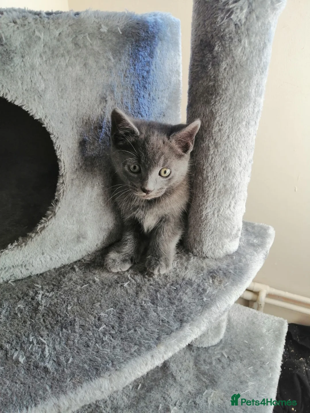 Russian Blue cats for sale: Kitten - Advert 1