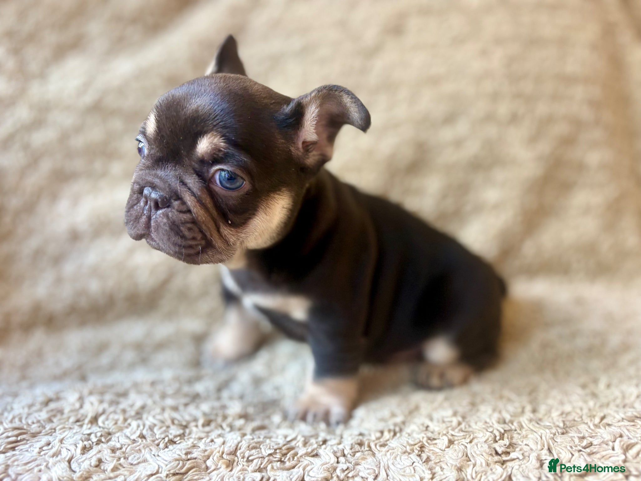 French Bulldog dogs for sale: French Bulldog Babies Ready Soon - Advert 19