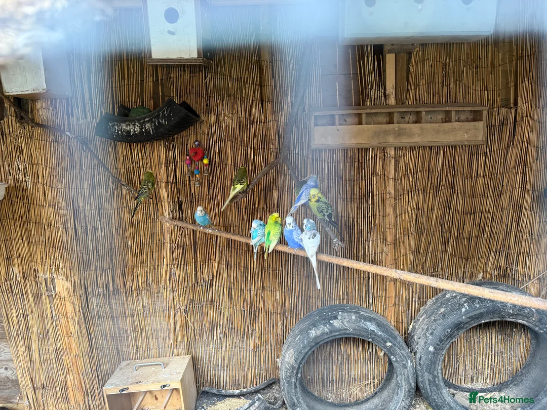 Budgerigars birds for sale: 10 x budgies for sale mixed sexes  - Advert 3