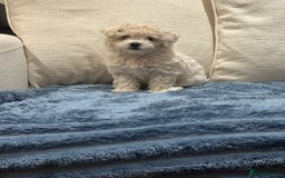 Maltipoo dogs for sale: 8 Week Maltipoo Puppy - Image 14