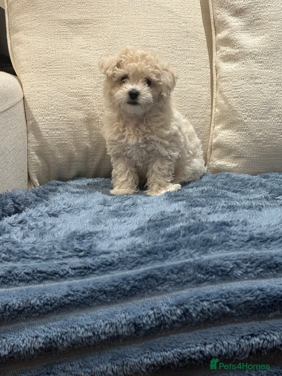 Maltipoo dogs for sale: 8 Week Maltipoo Puppy - Image 14