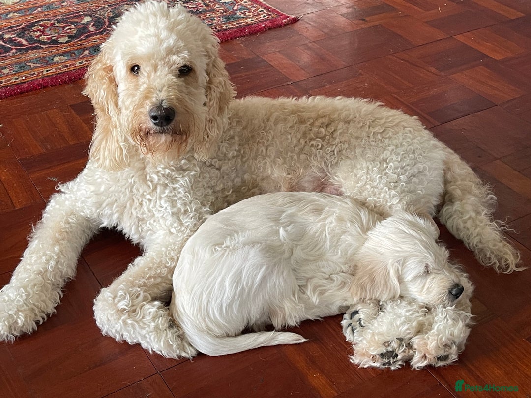 Labradoodle dogs for sale: Multigen Mini Labradoodle Puppies Available Now - Image 10
