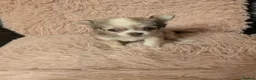 Chihuahua dogs for sale: Beautiful Green eyes Chihuahua  - Advert 12